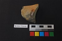 陶片藏品圖，第2張