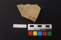 陶片藏品圖，第2張