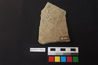 陶片藏品圖，第2張