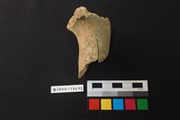 獸骨藏品圖，第1張