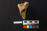 獸骨藏品圖，第2張