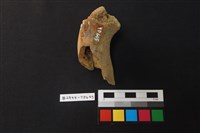 獸骨藏品圖，第3張