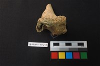 獸骨藏品圖，第4張