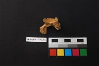 獸骨藏品圖，第2張