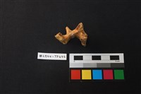 獸骨藏品圖，第3張