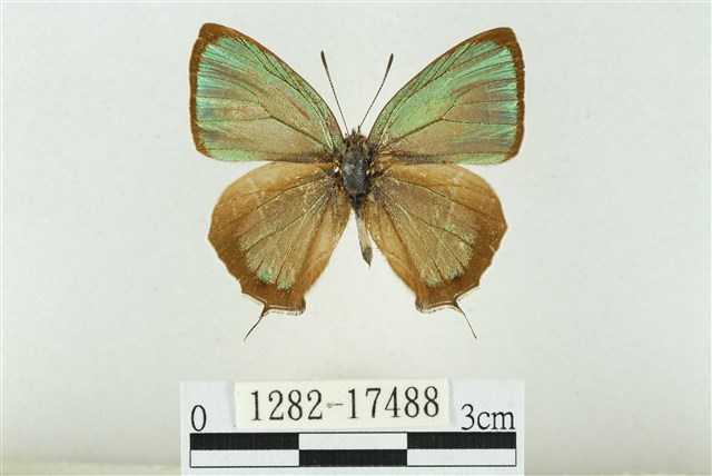 Chrysozephyrus nishikaze (Araki & Sibatani, 1941)