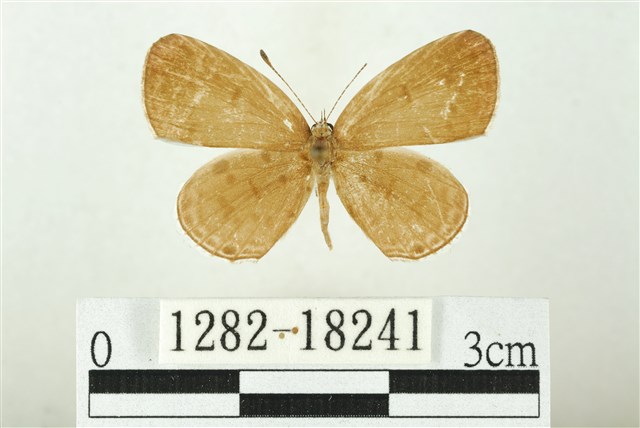 Shijimia moorei taiwana Matsumura, 1919