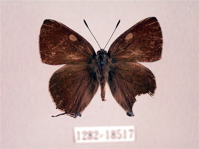 Satyrium tanakai (Shirôzu, 1943)
