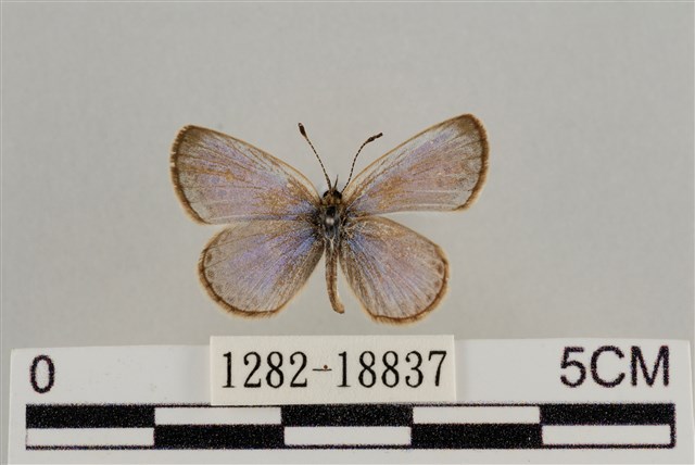 Zizeeria maha okinawana (Matsumura, 1929)