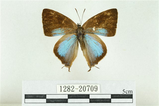 Tajuria caerulea Nire, 1920
