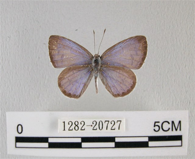 Acytolepis puspa myla (Fruhstorfer, 1909)