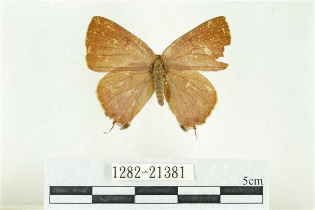 Rapala caerulea liliacea Nire, 1920