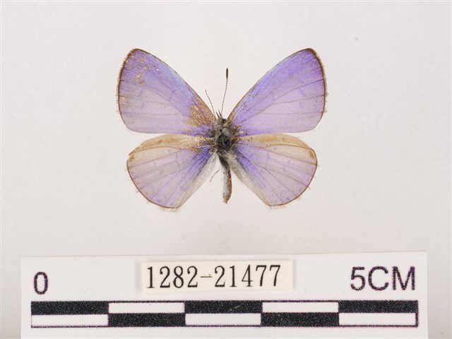 Udara dilecta (Moore, 1879)