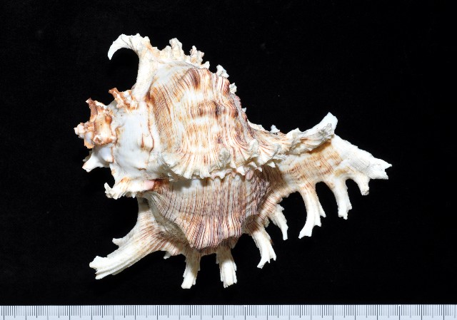 Chicoreus ramosus (Linnaeus,1758) 