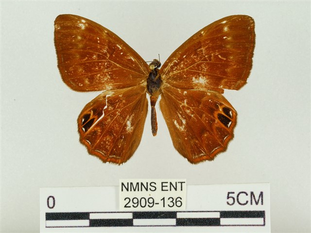 Abisara burnii etymander (Fruhstorfer, 1908)
