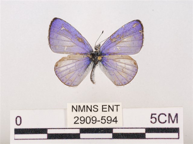 Udara dilecta (Moore, 1879)