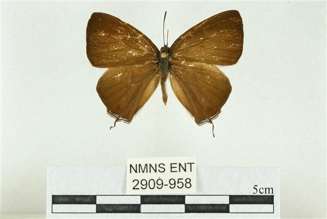 Teratozephyrus arisanus (Wileman, 1909)
