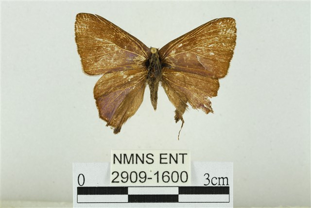 Rapala nissa hirayamana Matsumura, 1926