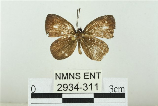 Neopithecops zalmora (Butler, 1870)