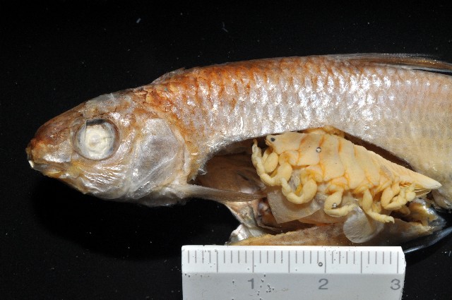 Ichthyoxenus fushanensis Tsai & Dai 