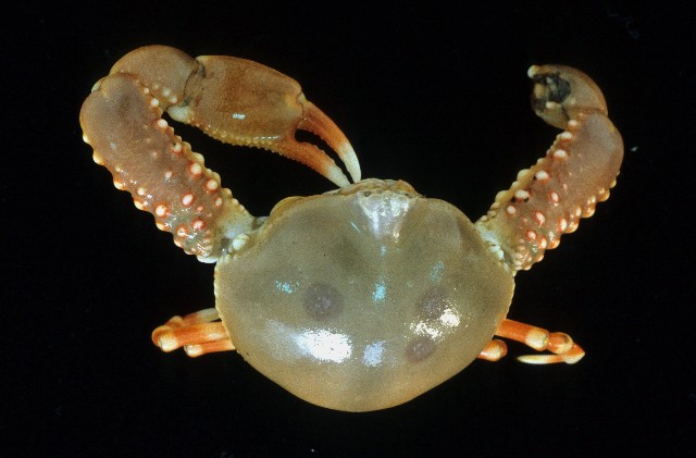 Leucosia unidentata (de Haan,1850) 