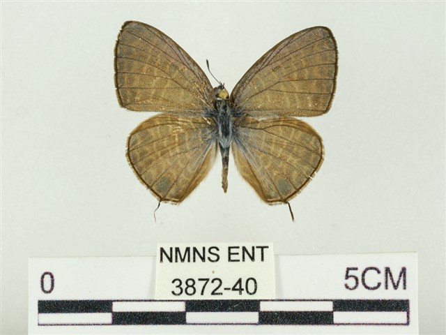 Nacaduba kurava therasia Fruhstorfer, 1916