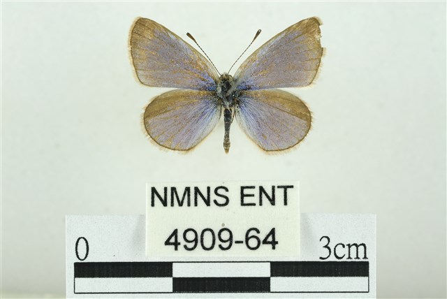 Zizina otis riukuensis (Matsumura, 1929)
