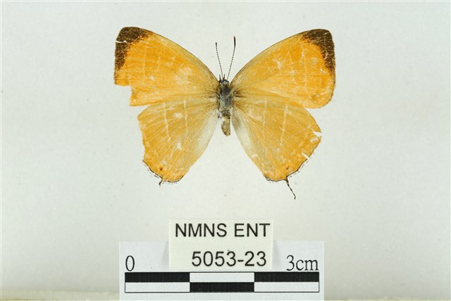 Japonica patungkoanui Murayama, 1956