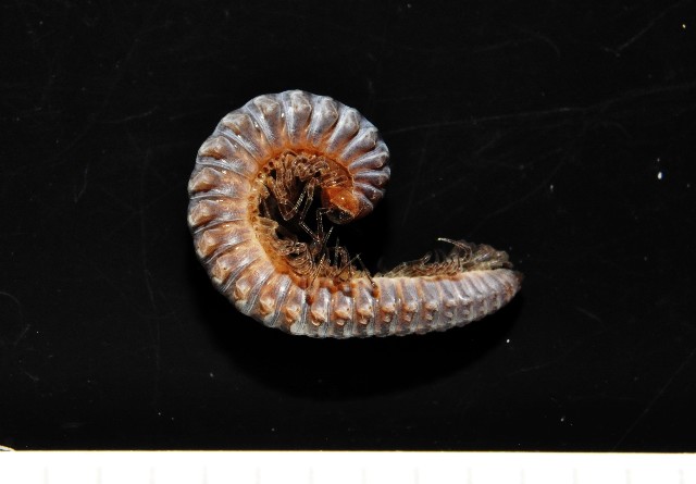 Tokyosoma serratum sp. nov. Mikhaljova, Golovatch & Chang 