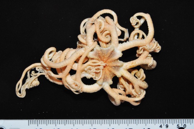 Gorgonocephalus arcticus Leach,1819 