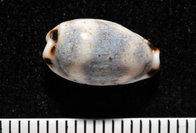 Cypraea kieneri Hidalgo,1906 