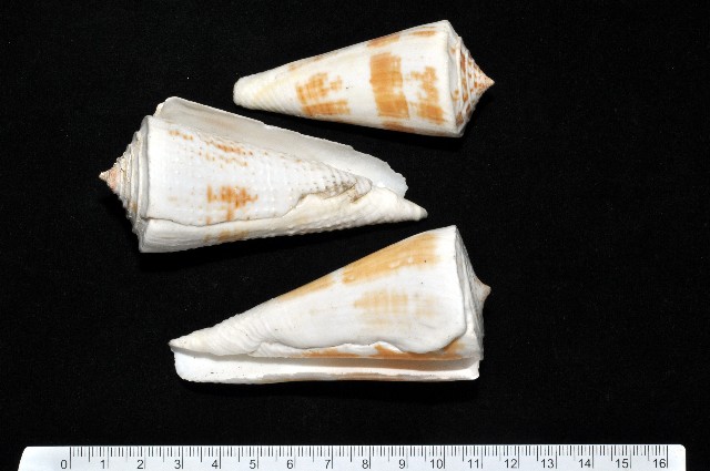 Conus tribblei Walls,1977 