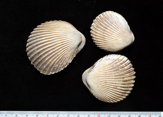Vasticardium flavum subrugosum (G. B. Sowerby II,1839) 