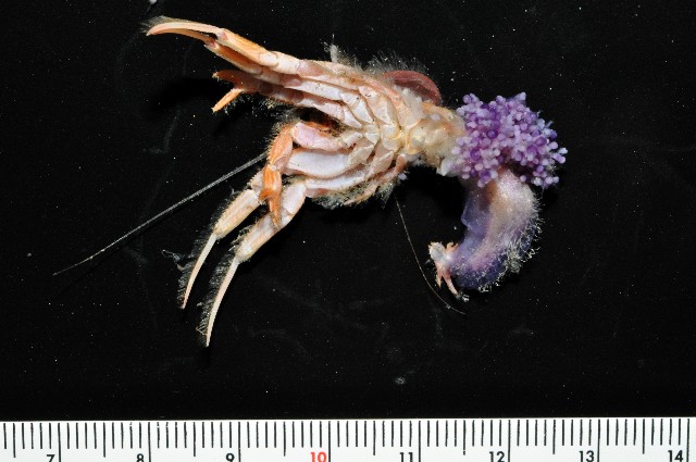 Spiropagurus profundorum Alcock,1905 