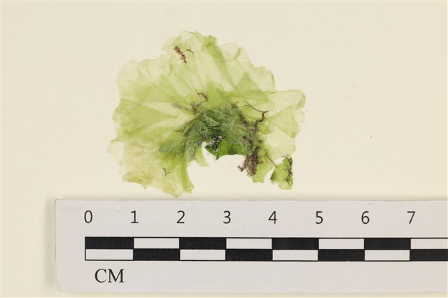Ulva conglobata Kjellman 