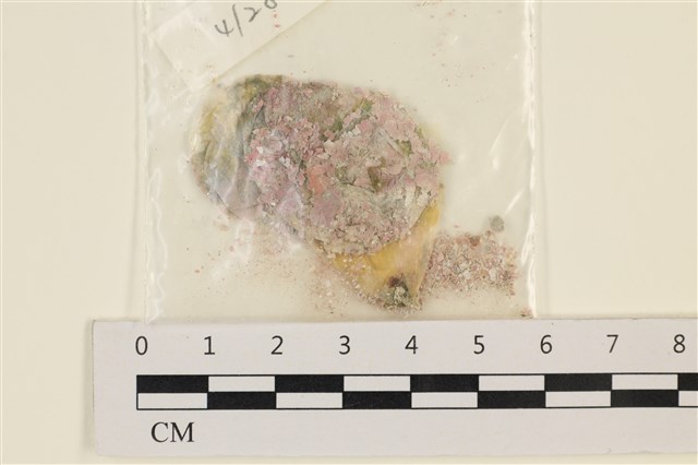 Valonia ventricosa J. Agardh 