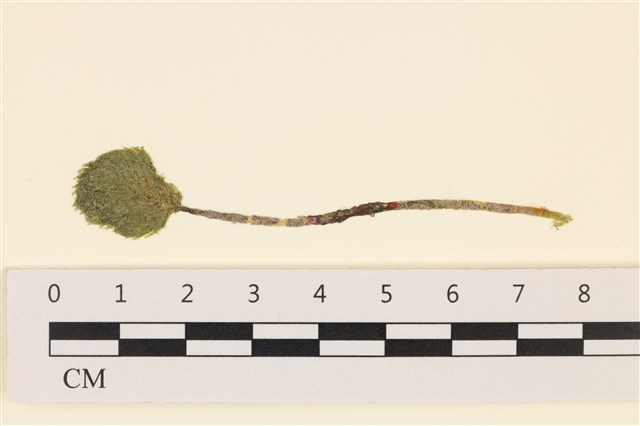 Chamaedoris orientalis Okamura et Higashi 