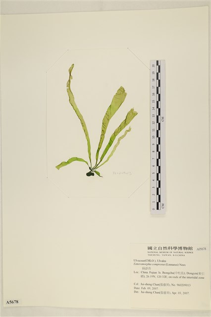 Enteromorpha compressa (Linne) Greville