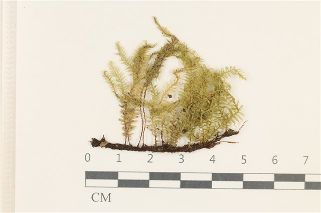 Cyathophorella hookeriana (Griff.) Fleisch.