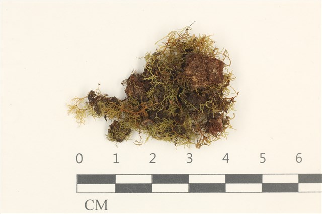 Anomodon