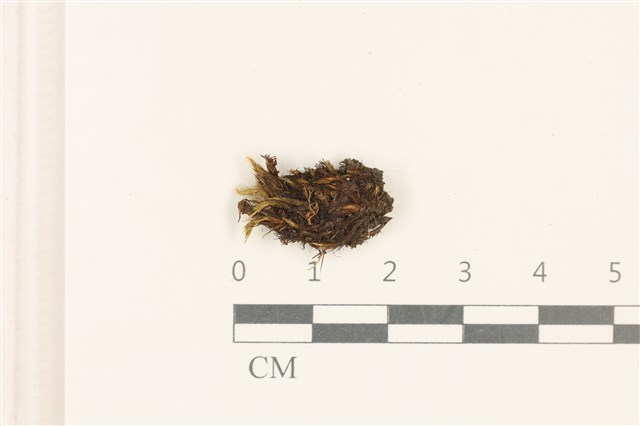 Campylopus umbellatus (Arnott) Par.