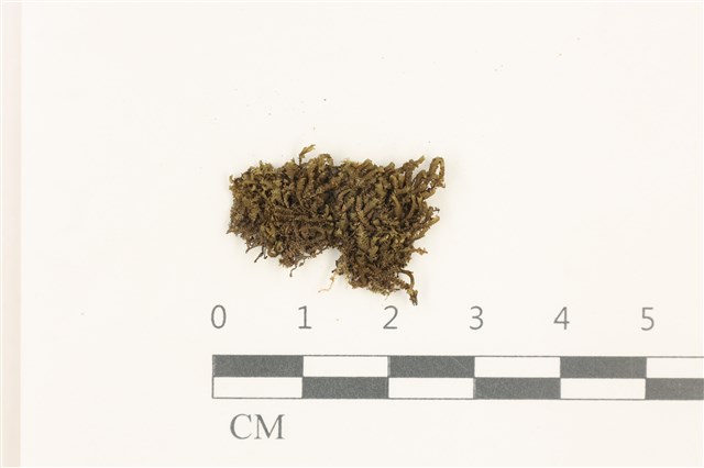 Bazzania tridens (Reinw. et al.) Trev. 