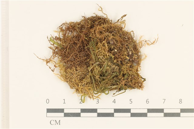 Amblystegium riparium (Hedw.) B. S. G.