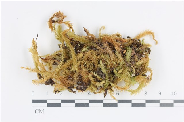 Aerobryopsis