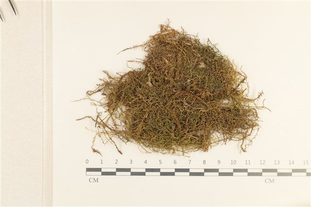 Calliergon cordifolium (Hedw.) Kindb.