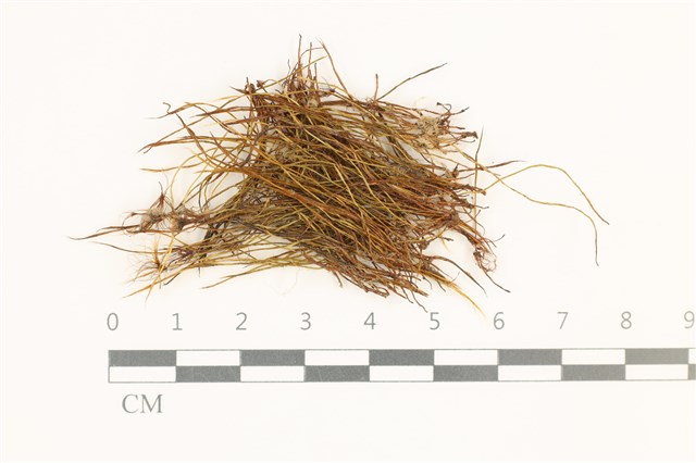 Aongstroemia vulcanica (Brid.) C. Muell. 