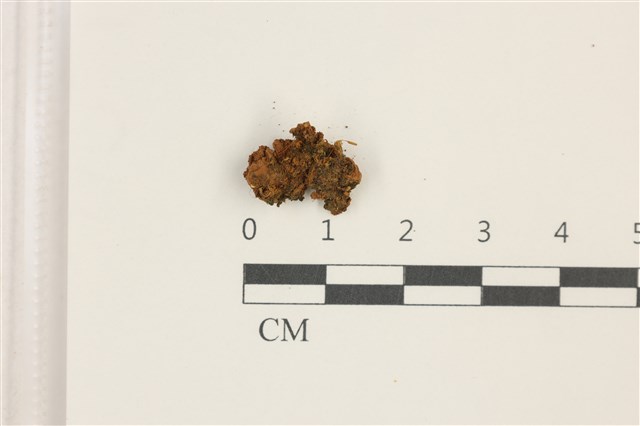 Barbula javanica Doz. et Molk. 