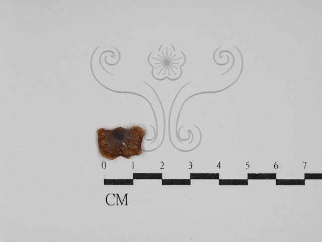 Lactarius sp.