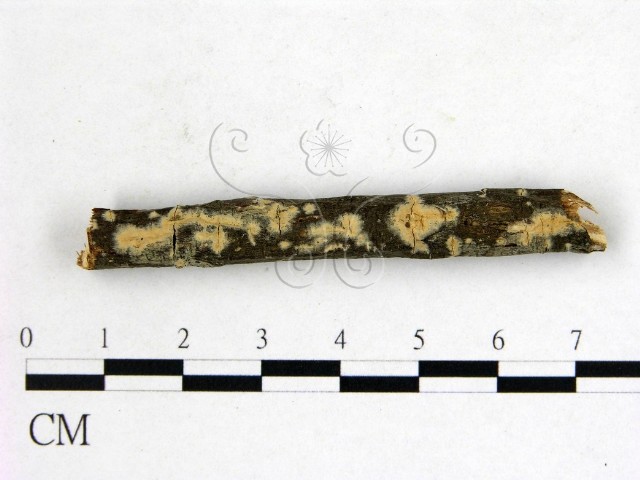 Efibula yunnanensis C.L. Zhao