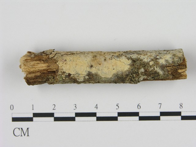 Hyphoderma sp.